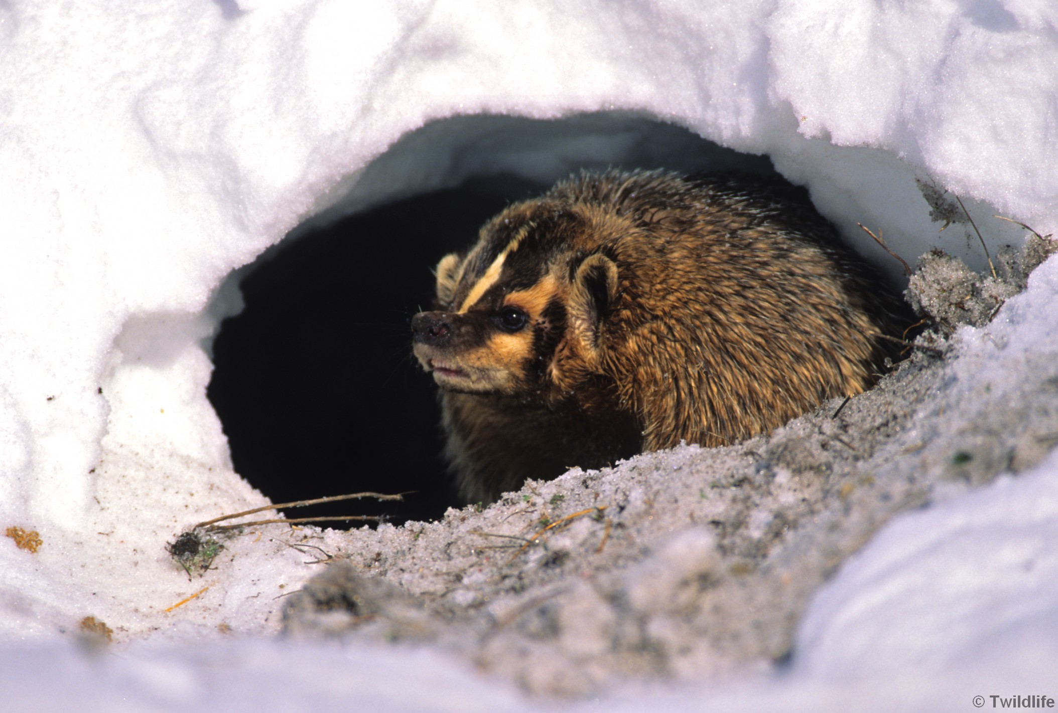 Badger Hibernation